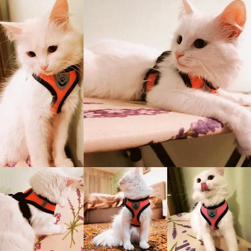 Adjustable Cat & Dog Harness Vest with Leash — Small & Medium Pets